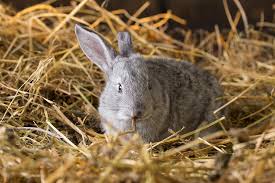 best bedding for rabbits in the uk in