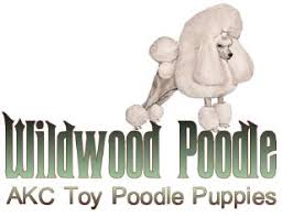 wildwood poodle puppies breeder of