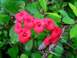 grow and care for a crown of thorns plant