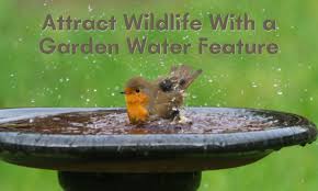 Attract Wildlife With A Garden Water