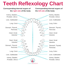 Teeth Reflexology Chart Pdf