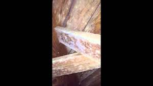 mold in a crawl e and floor joist