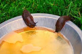 how to get rid of slugs with beer