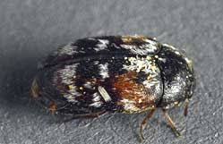 carpet beetles aka carpet bugs