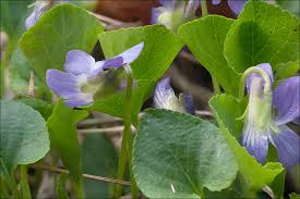 Viola pyrenaica; Pyrenean Violet - CalPhotos