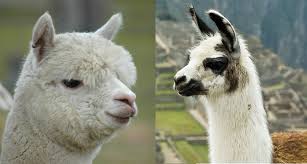 differences between llamas and alpacas