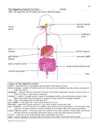 All worksheets are provided with answers. Digestion Digestive System Facts Color Worksheet Quiz Sf 1