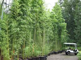 Bamboo Price List