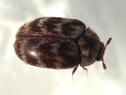 australian carpet beetle