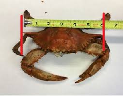 Blue Crab Sizing Chart We Are Committed To Providing Our