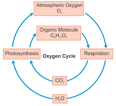 Draw Diagram Of Oxygen Cycle Biology Topperlearning Com