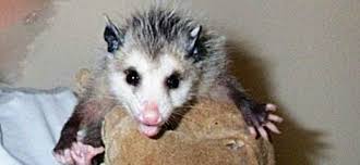 What Should I Do If I Find An Orphaned Baby Opossum