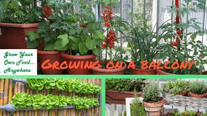 Container Gardening Archives Grow