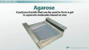 agarose gel electropsis uses