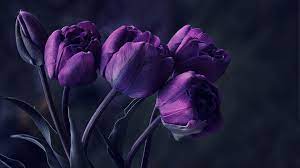 purple tulip flower #tulip #tulips ...