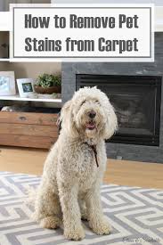how to remove pet stains from carpet