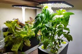 aerogarden harvest indoor hydroponic garden