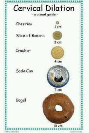 Comparing Size Of Cervical Dilation To Different Foods Ob