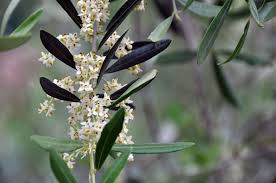 bach flower essence olive treats mental