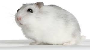 3 types of dwarf hamster. We Deals In Russian Hamster As An Exotic Pets In Kanpur Lucknow