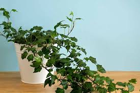 English Ivy Houseplants How To Care