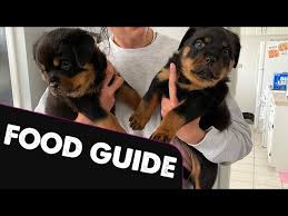 what should you feed a rottweiler puppy