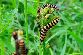 Avoid Plants That Host Toxic Insects