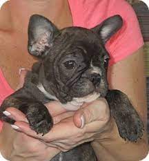 Look at pictures of french bulldog puppies who need a home. Harrisburg Pa French Bulldog Meet Wilson A Pet For Adoption