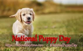 Do you know what you are getting your furry friend? National Puppy Day 2021 When Why How To Celebrate National Day Time