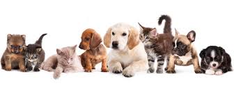 Together with petsmart charities, we help save over 1,500 pets every day through adoption. Cha Animal Shelter Home Cha Animal Shelter