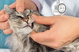 discolored teeth in cats symptoms
