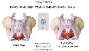 pelvis anatomy images pelvic floor