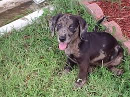 You can expect to spend anywhere up to $900 on general expenses and medical costs combined. Dachshund Weiner Dog Pitbull Mix Shop For Your Cause