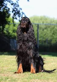 The gordon setter has a scottish background that dates back to the 17th century. Farquharson S Gordon Setter Kennel Home Facebook