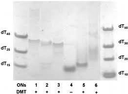 polyacrylamide gel rpmi 1640 buffer