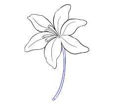 how to draw a lily in a few easy steps