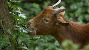 Little Goat Eat Some Poison Ivy