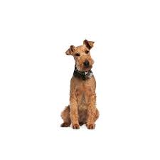 Browse thru our id verified puppy for sale listings to find your perfect puppy in your area. Airedale Terrier Puppies Petland Orlando East