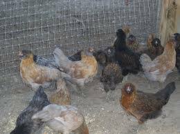 Jun 04, 2021 · the ameraucana is a unique chicken among its peers. Ameraucana Chickens Chicken Pullets Chicks 12 Rio Linda Garden Items For Sale Sacramento Ca Shoppok