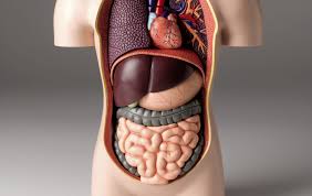 understanding the 11 body organ systems