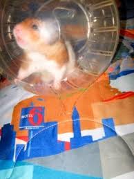 Pet Travel With A Hamster