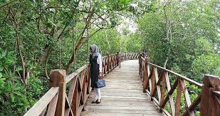 Itulah pemandangan di depan hutan lindung kota langsa. Hutan Mangrove Langsa Aceh Wisata Alam Berskala Dunia