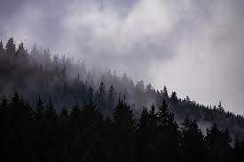 hd wallpaper cloudy forest fog dark