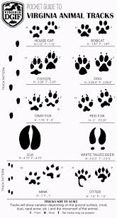 Pocket Guide To Virginia Animal Tracks Thicket Design