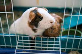 How To Clean A Guinea Pig Cage A Step
