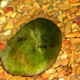 how-do-i-get-rid-of-algae-in-my-fish-tank-naturally