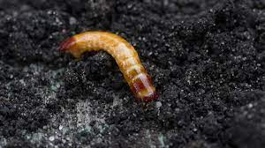 control wireworms in the garden