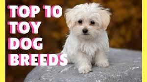 top 10 best toy dog breeds in the world