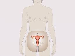 Pictures of the endocrine system. Woman S Internal Sexual Organs Zanzu