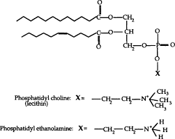 lipid molecule an overview